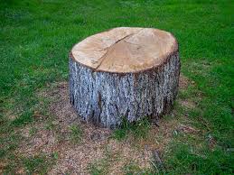 Best Tree and Shrub Care  in Gallatin, TN