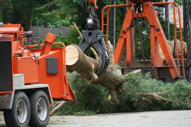 Best Tree Preservation Services  in Gallatin, TN