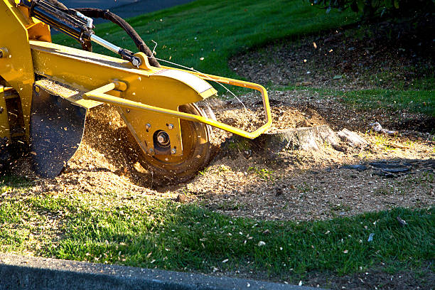 Gallatin, TN Tree Removal Company