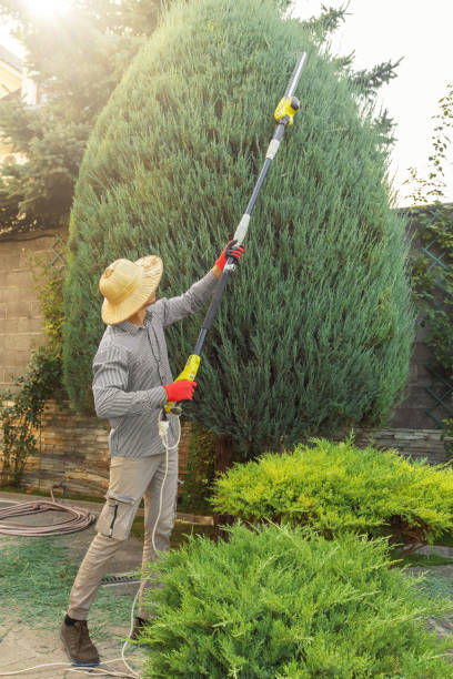 Best Stump Grinding and Removal  in Gallatin, TN