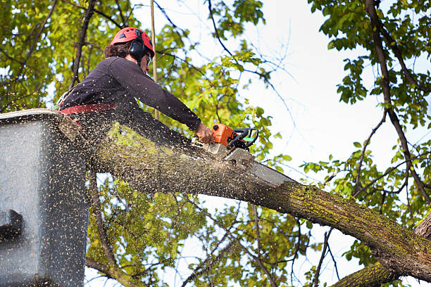 Best Emergency Tree Removal  in Gallatin, TN