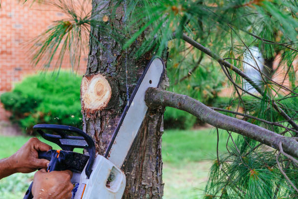 Best Tree Disease Treatment  in Gallatin, TN